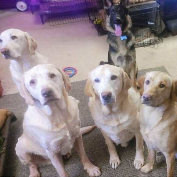 Lab Lounge Fetch Finds Follow Me Black White Sticker - Picture 5 of 9